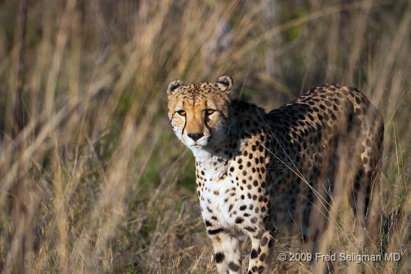 20090618_090024 D300 (4) X1.jpg - Cheetah at Selinda Spillway (Hunda Island) Botswana